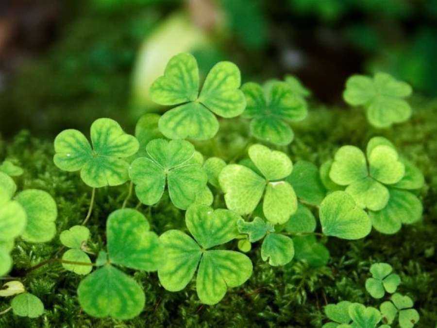 Ирландия растения