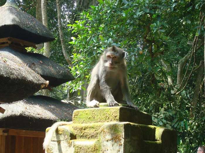 Что нужно знать перед посещением 🌴 леса обезьян 🏝