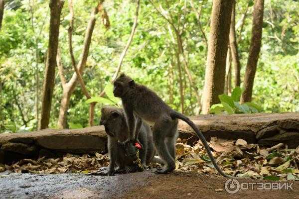 Лес обезьян на бали — фото, где находится, стоимость билета