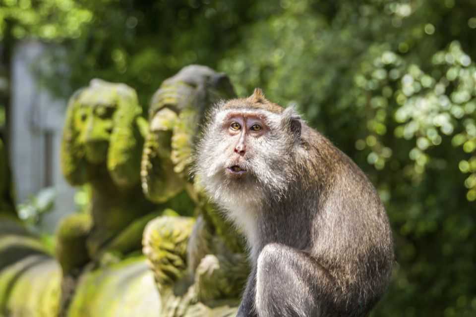 Лес обезьян на бали — фото, где находится, стоимость билета