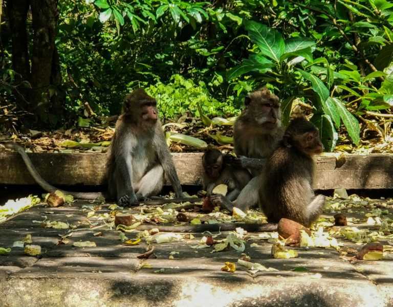 Лес обезьян в убуде на бали - фото, описание, как добраться, карта