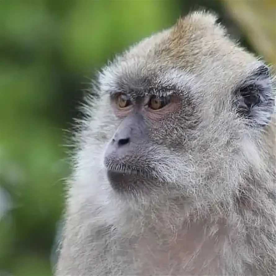 Что крестьяне – то и обезьяне: 40 фотогеничных приматов, которые могут утереть нос некоторым инстаграмерам » 1gai.ru - советы и технологии, автомобили, новости, статьи, фотографии