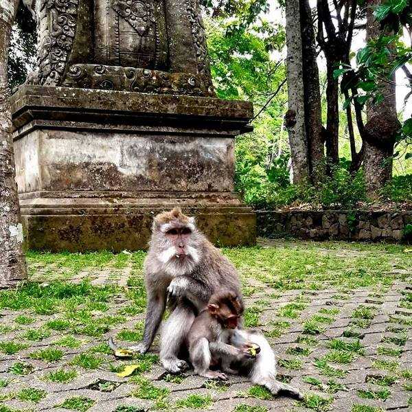 Леса Индонезии: Лес обезьян...