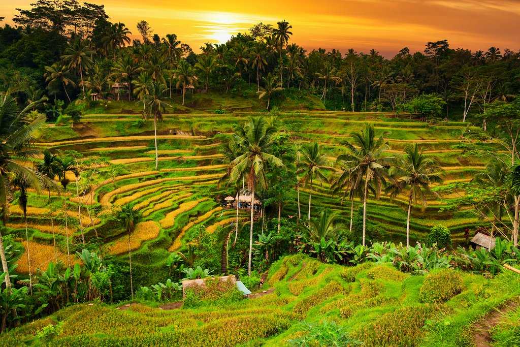 Отзыв о путешествии ubud hanging gardens hotel bali 5*, убуд, индонезия. отзыв туриста