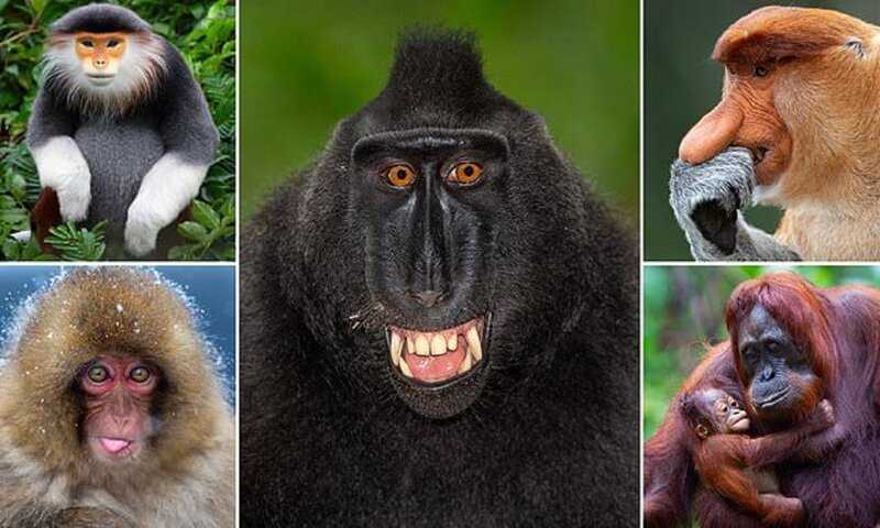 Обезьяны - виды с фото и названиями | список обезьян с описанием