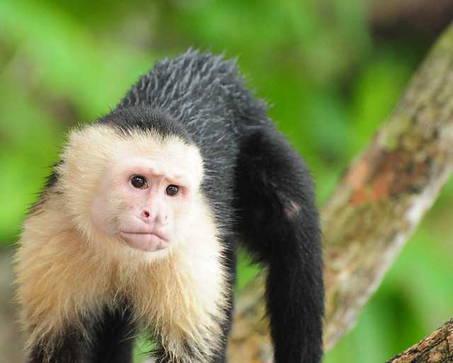 Что нужно знать перед посещением 🌴 леса обезьян 🏝