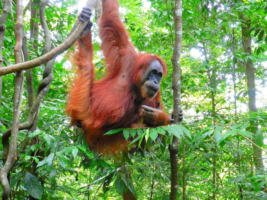 Суматранский орангутанг - sumatran orangutan