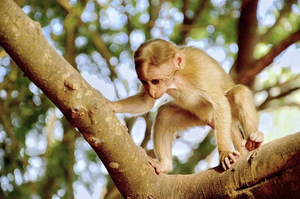 Подборка видео про Лес обезьян (Убуд, Индонезия) от популярных программ и блогеров. Лес обезьян на сайте wikiway.com