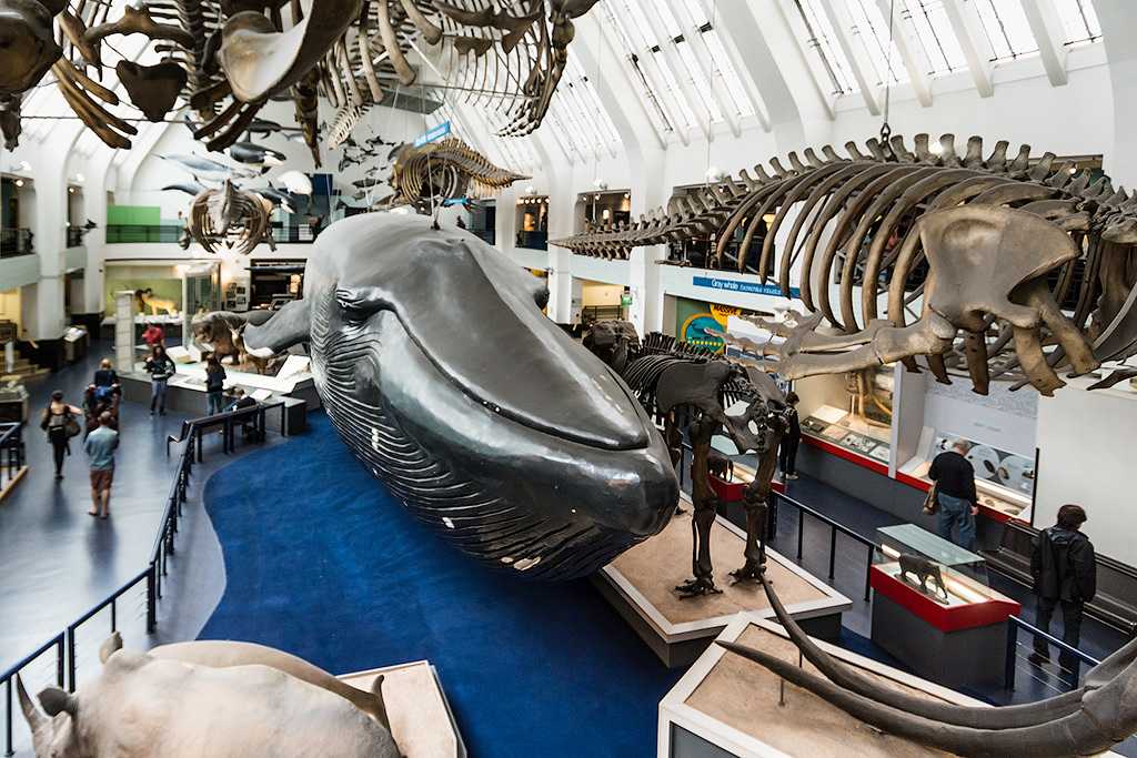 Где находится музей океана. Музей естествознания (natural History Museum). Музей естествознания Лондон экспонаты. Музей естественной истории Нью-Йорк кит.