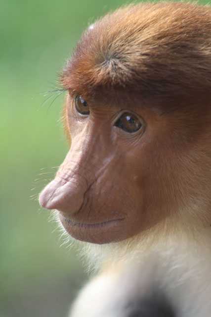 Фото Леса обезьян в Убуде, Индонезия. Большая галерея качественных и красивых фотографий Леса обезьян, которые Вы можете смотреть на нашем сайте...