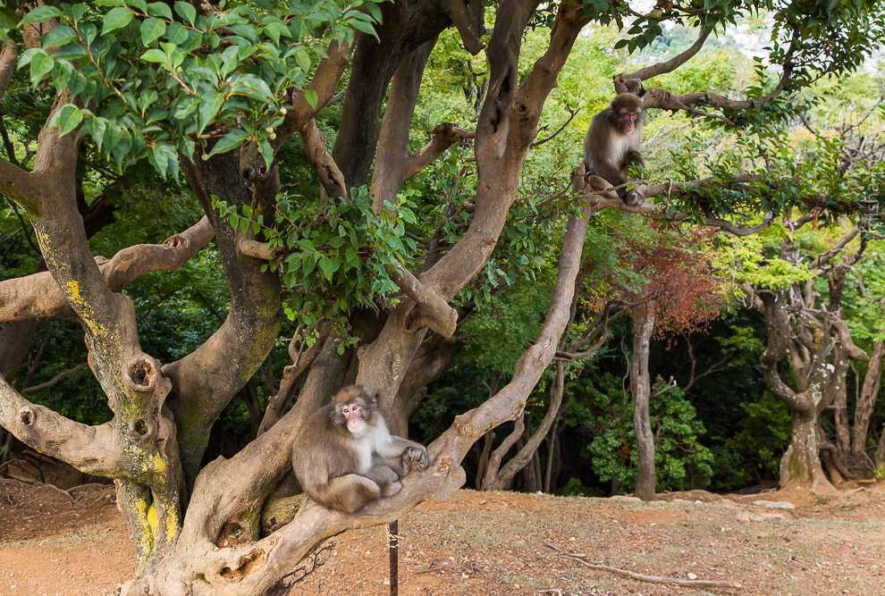 Лес обезьян в убуде