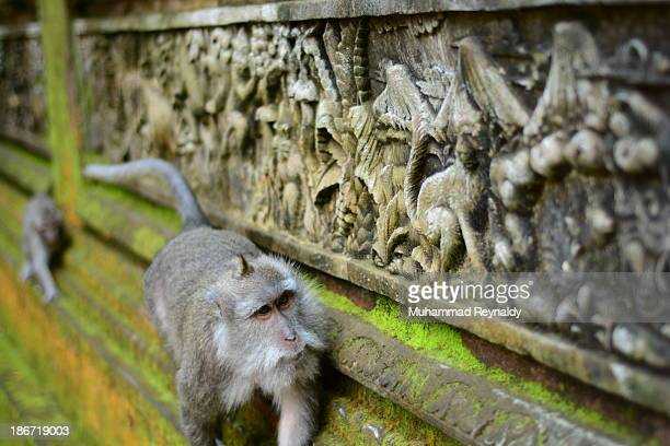 Фауна индонезии - fauna of indonesia
