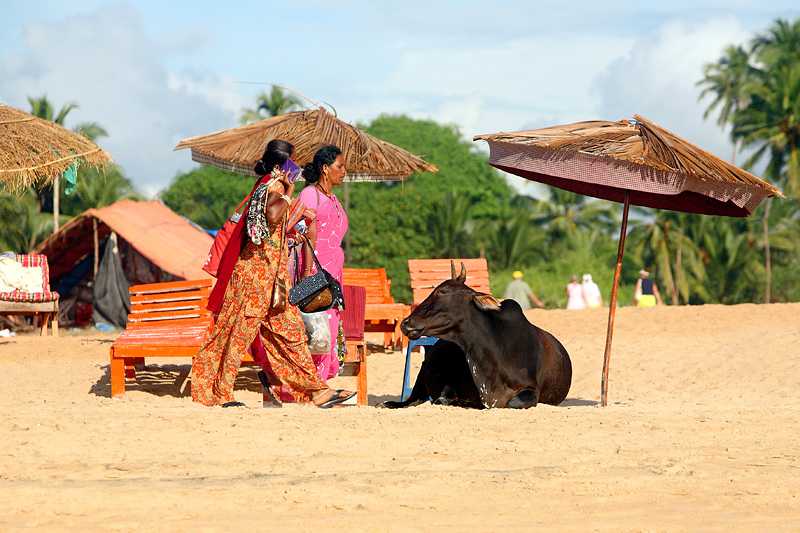 Пляж anjuna, гоа (индия): история, фото, как добраться, адрес
на карте и время работы в 2021 - 2022