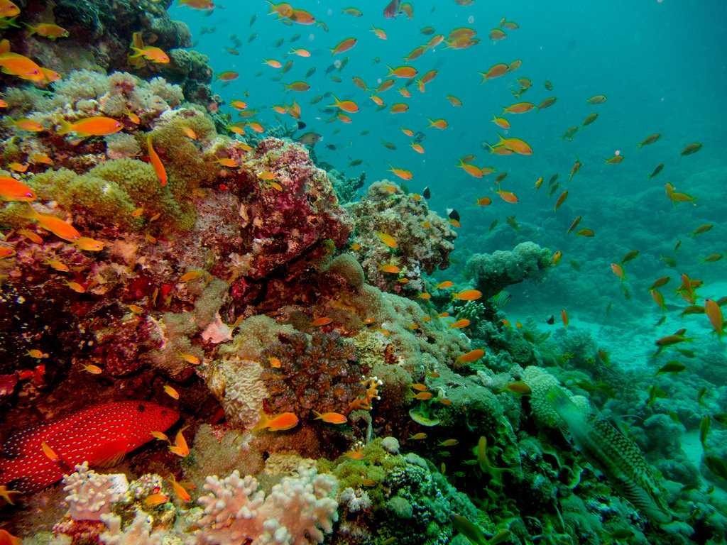 Лучший коралловый риф. Подводный мир Египта Шарм-Эль-Шейх. Красное море Египет рифы. Коралловый риф в Шарм Эль Шейхе. Рифы в Хургаде.