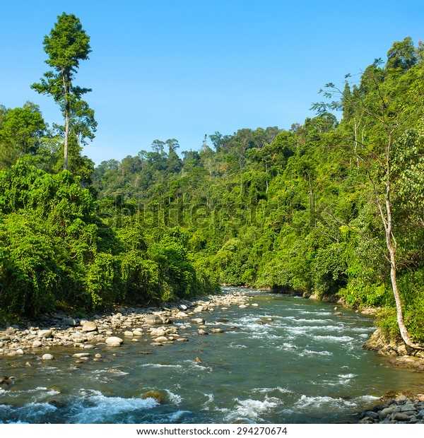 Наследие тропического леса суматры: как добраться, природные памятники, обитатели, маршруты
