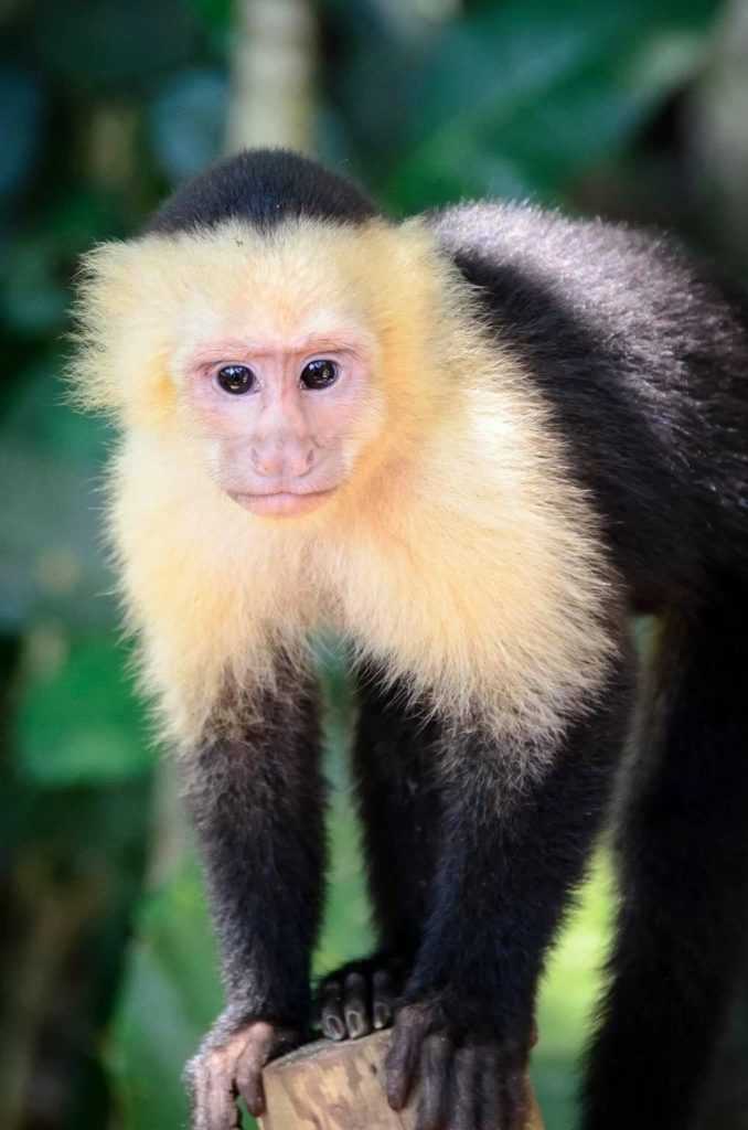 Лангур обезьяна. образ жизни и среда обитания обезьяны лангур
