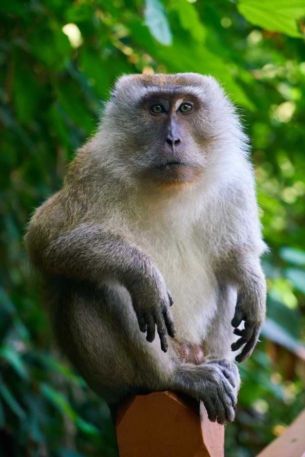 Самые красивые обезьяны