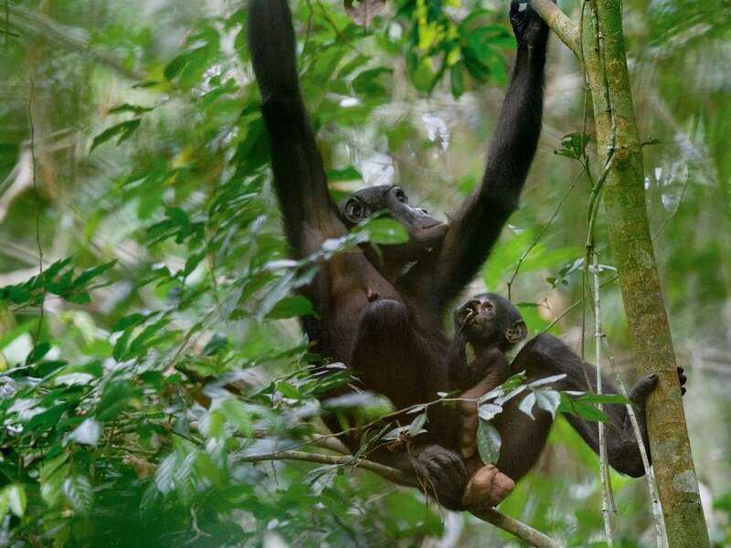 Лес обезьян в убуде - как добраться, что посмотреть, стоимость, фото