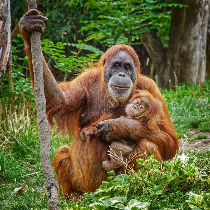 Фото Леса обезьян в Убуде, Индонезия. Большая галерея качественных и красивых фотографий Леса обезьян, которые Вы можете смотреть на нашем сайте...