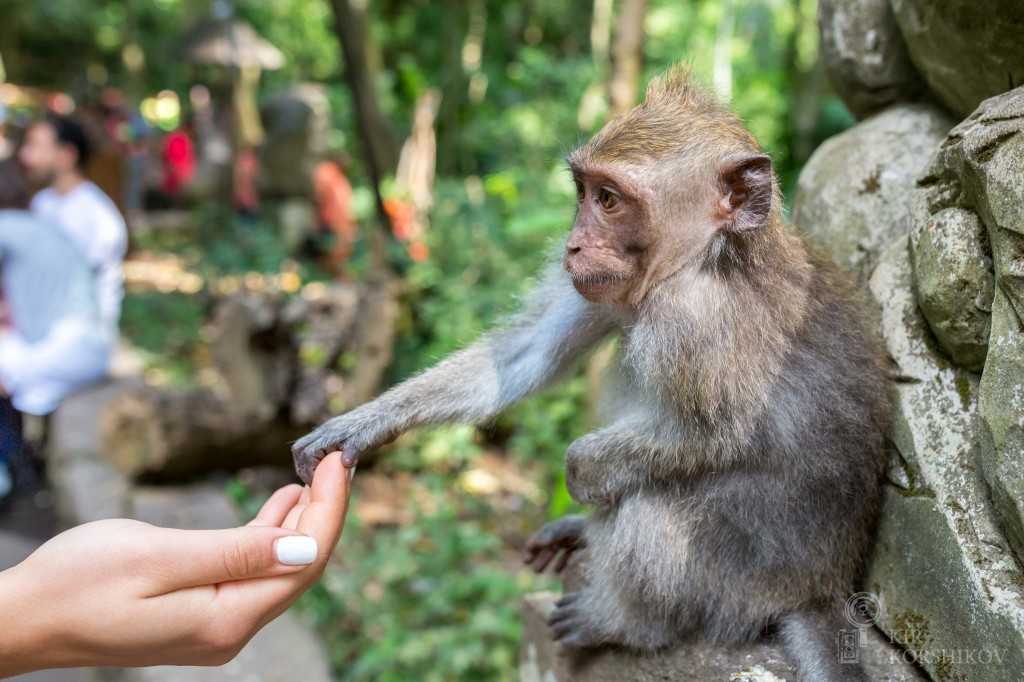 Лес обезьян на бали (monkey forest) — мистическое место и милые обезьянки