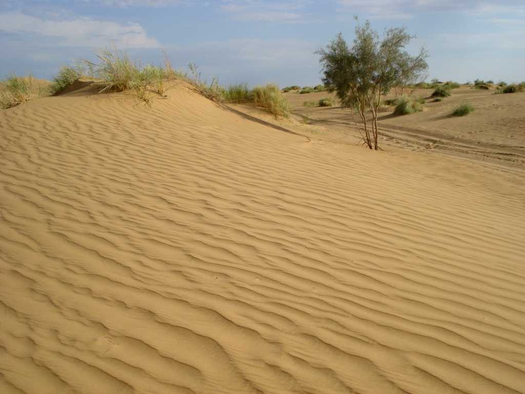Пустыня каракумы