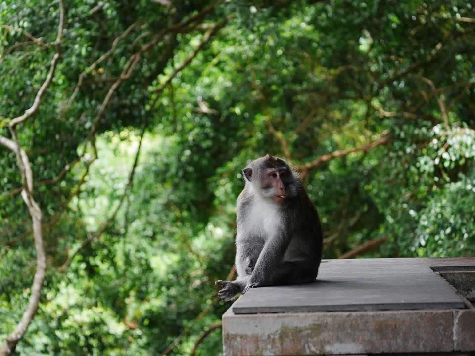 Лес обезьян в убуде: правила поведения, советы, как добраться