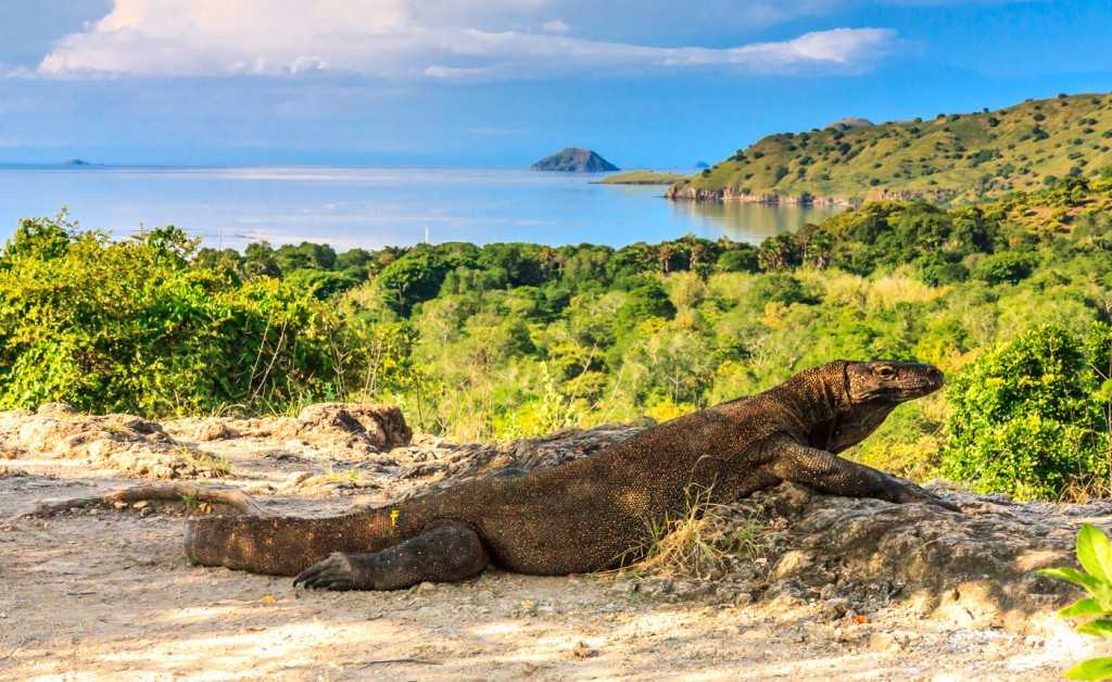 Национальный парк Комодо — биосферный заповедник в котором водятся крупнейшие в мире ящерицы и вараны, включает территорию трех островов - Комодо, Ринка и Падар