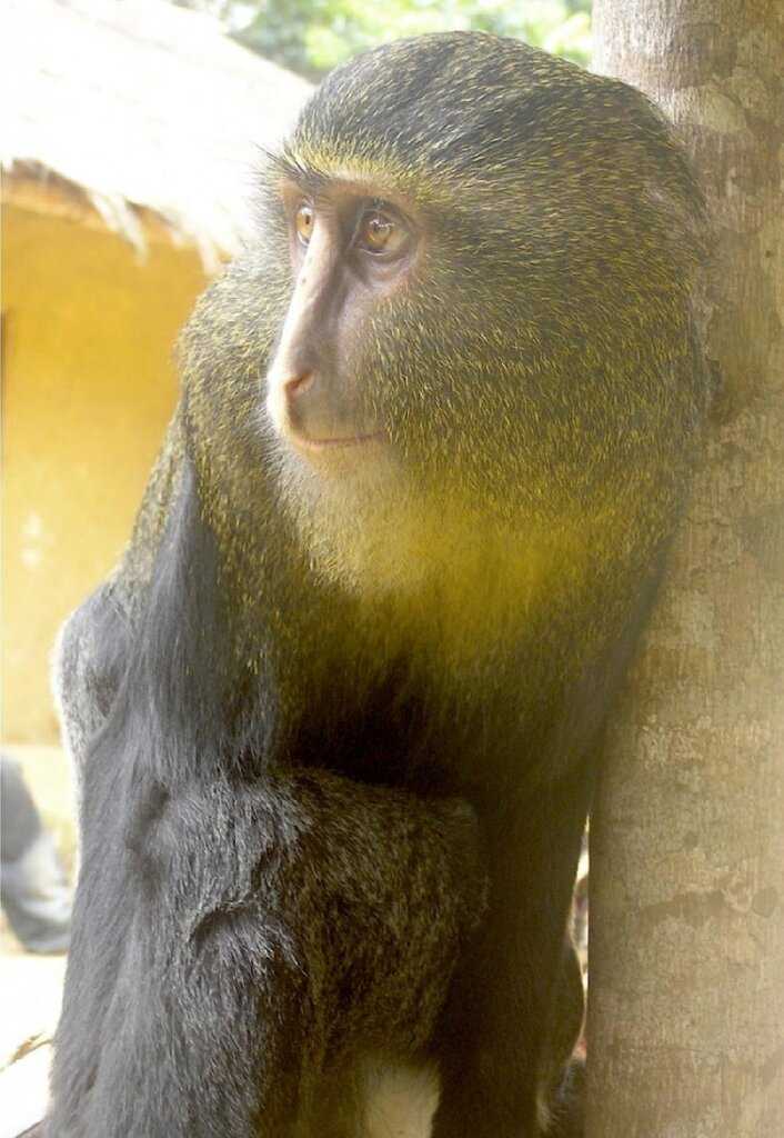 Что крестьяне – то и обезьяне: 40 фотогеничных приматов, которые могут утереть нос некоторым инстаграмерам