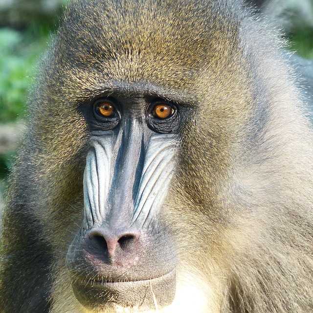 Лес обезьян в убуде, бали, индонезия » journey-assist - карта бали