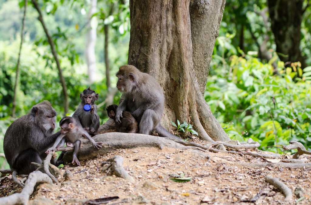 Лес обезьян на бали: фото, описание, как добраться