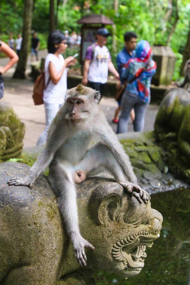 Лес обезьян на бали (и много - много фото обезьян). | блог жизнь с мечтой!
лес обезьян на бали (и много - много фото обезьян).