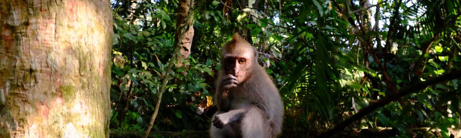 Лес обезьян на бали (и много - много фото обезьян). | блог жизнь с мечтой!
лес обезьян на бали (и много - много фото обезьян).