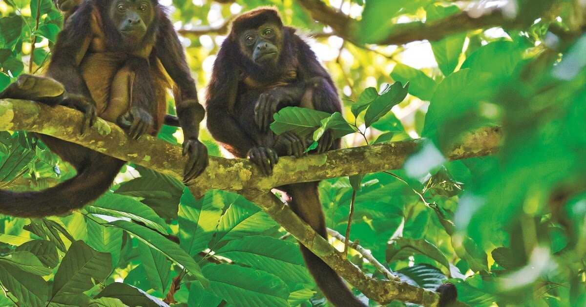 Лес обезьян в убуде на бали - фото, описание, как добраться, карта