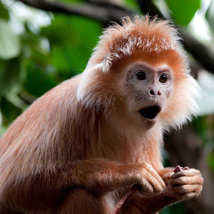 18 необычных видов обезьян (с фото и названиями) – знание – свет
