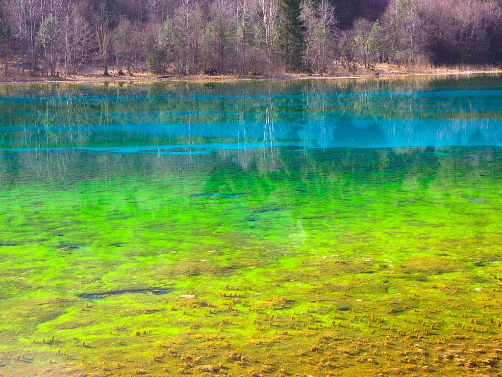 Зеленая вода в озере. Цзючжайгоу озеро пять цветов. Озеро пяти цветов в Китае. Цветные озера. Разноцветные озера.