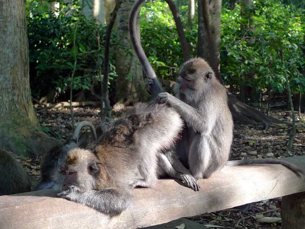 Лес обезьян на бали (и много — много фото обезьян).