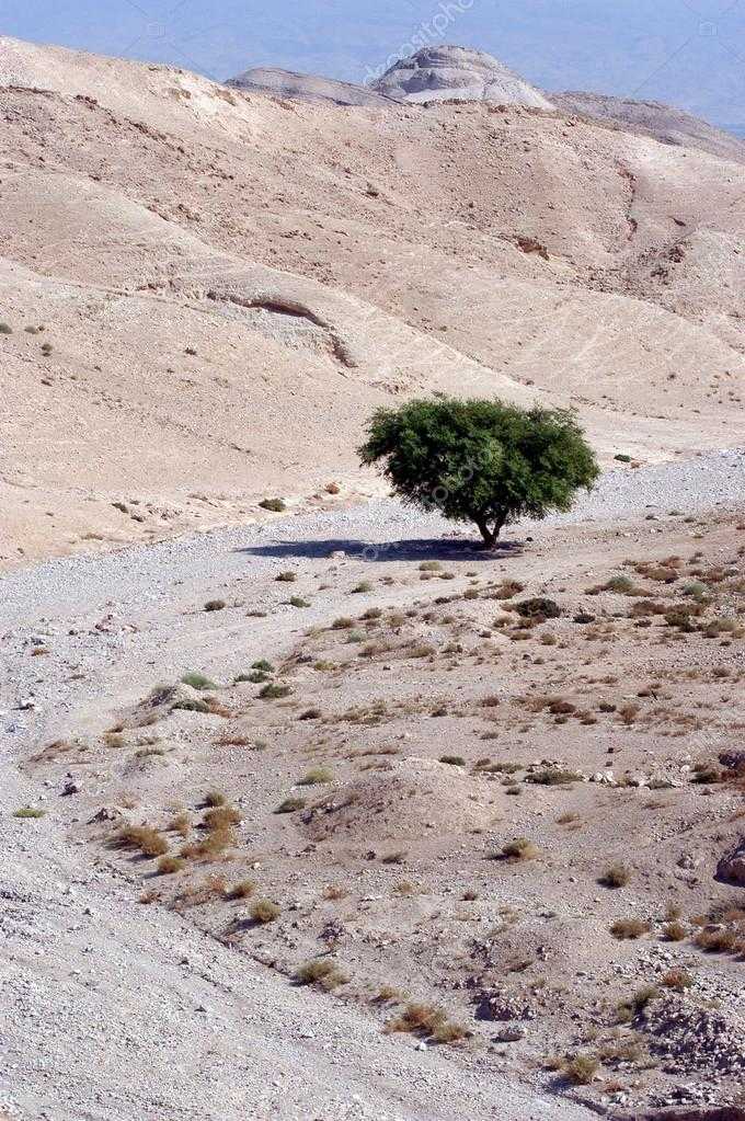 Заповедник эйн-геди в израиле – оазис среди пустыни