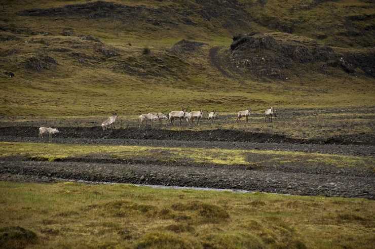 Долины Исландии: Тингведлир...